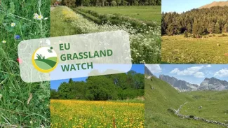 NEWS_GrasslandWatch