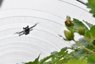 NeWS_EIP Strawberries drone in tunnel