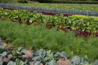 strip cropping close-up