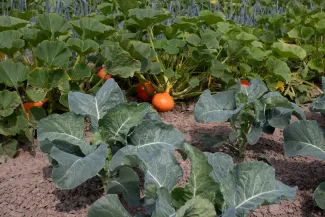 pumpkin & cauliflower strip cropping